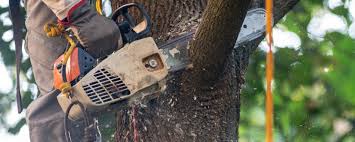 Best Tree Trimming and Pruning  in La Mesilla, NM